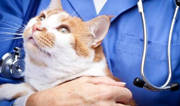 Zoonotic Diseases: Protecting yourself from animal to human diseases Zoonotic Diseases: Protecting yourself from animal to human diseases
